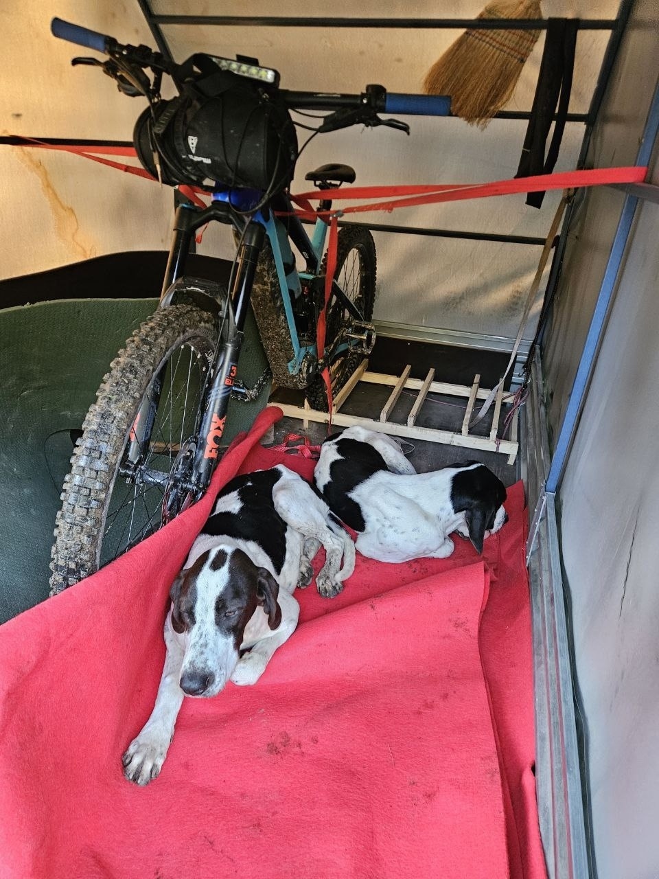 Найдена собака в Сочи — фото объявления