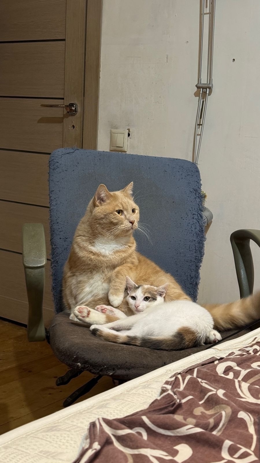 Пропала кошка в Сочи — фото объявления