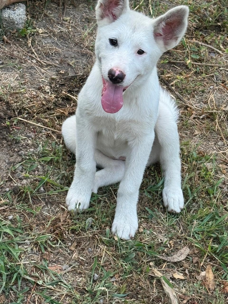 Пропала собака в Сочи — фото объявления