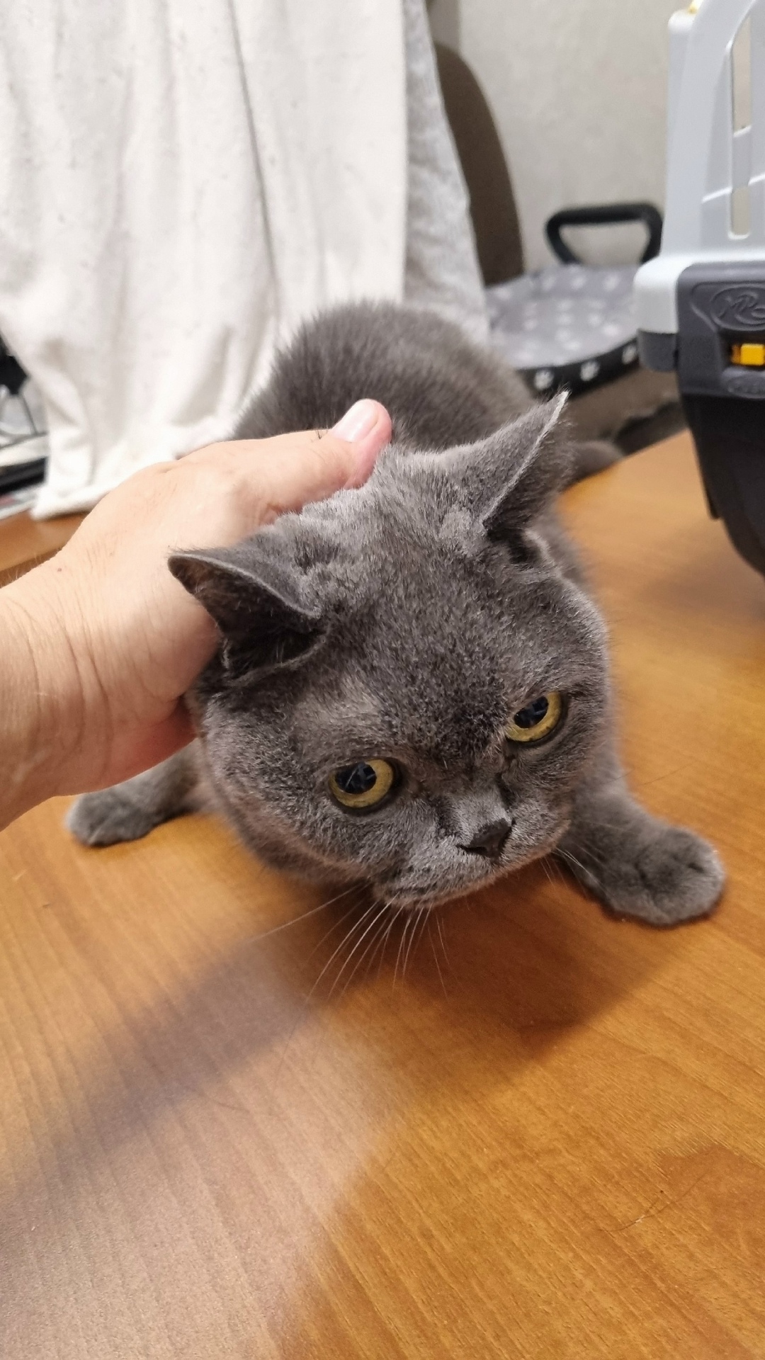 Найдена кошка в Сочи — фото объявления