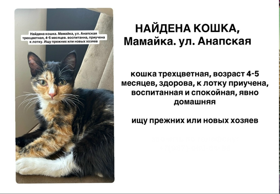 Найдена кошка в Сочи — фото объявления