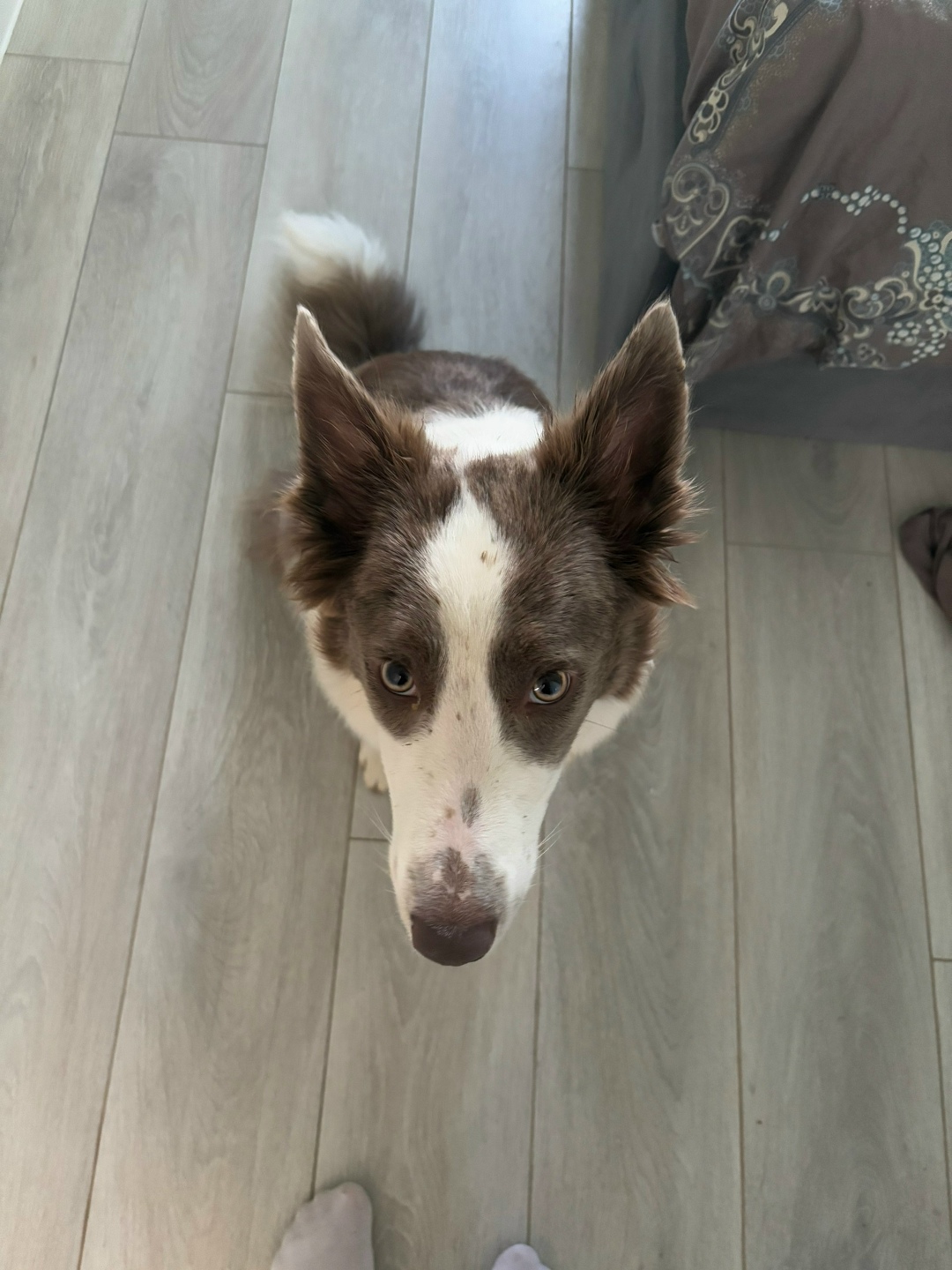 Пропала собака в Сочи — фото объявления