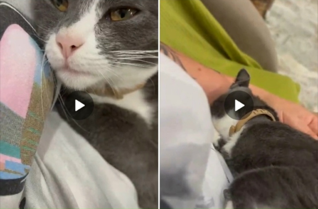 Пропала кошка в Сочи — фото объявления