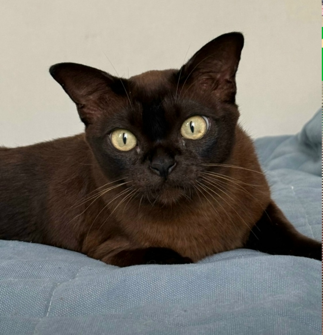 Пропала собака в Сочи — фото объявления