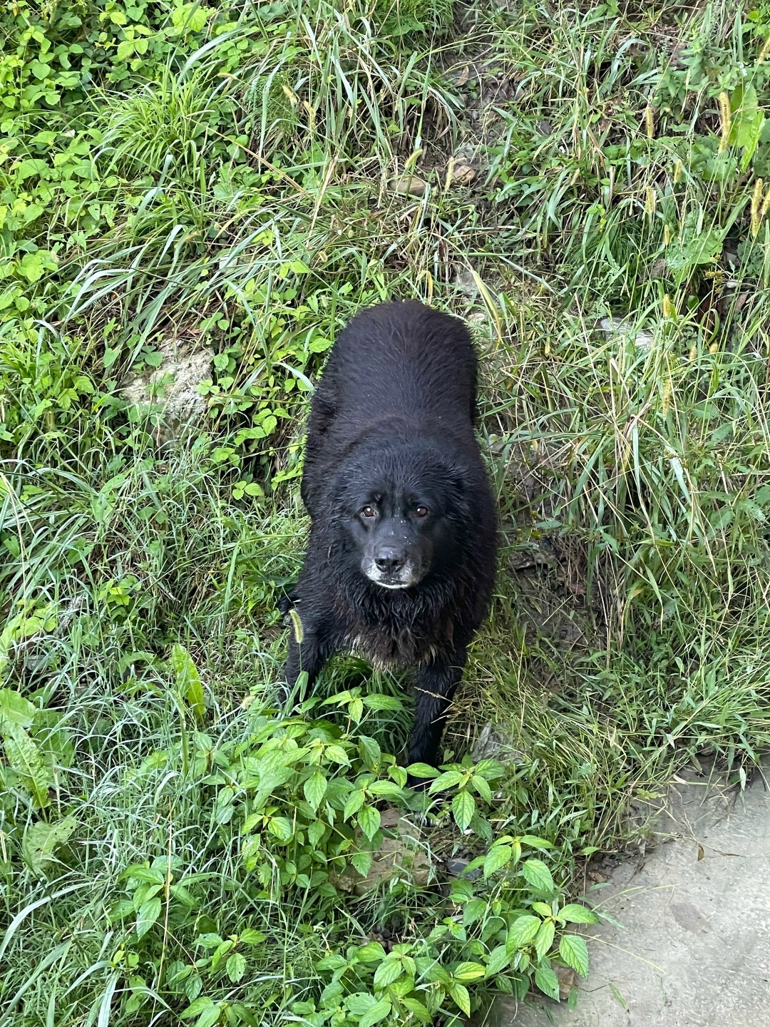 Пропала собака в Сочи — фото объявления