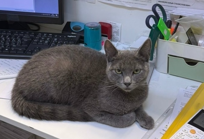 Найдена кошка в Сочи — фото объявления