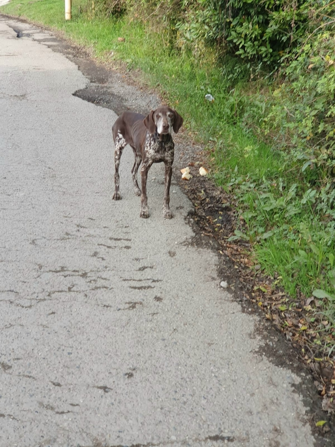 Пропала собака в Сочи — фото объявления