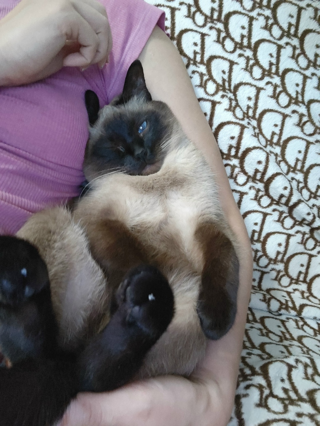 Пропала кошка в Сочи — фото объявления