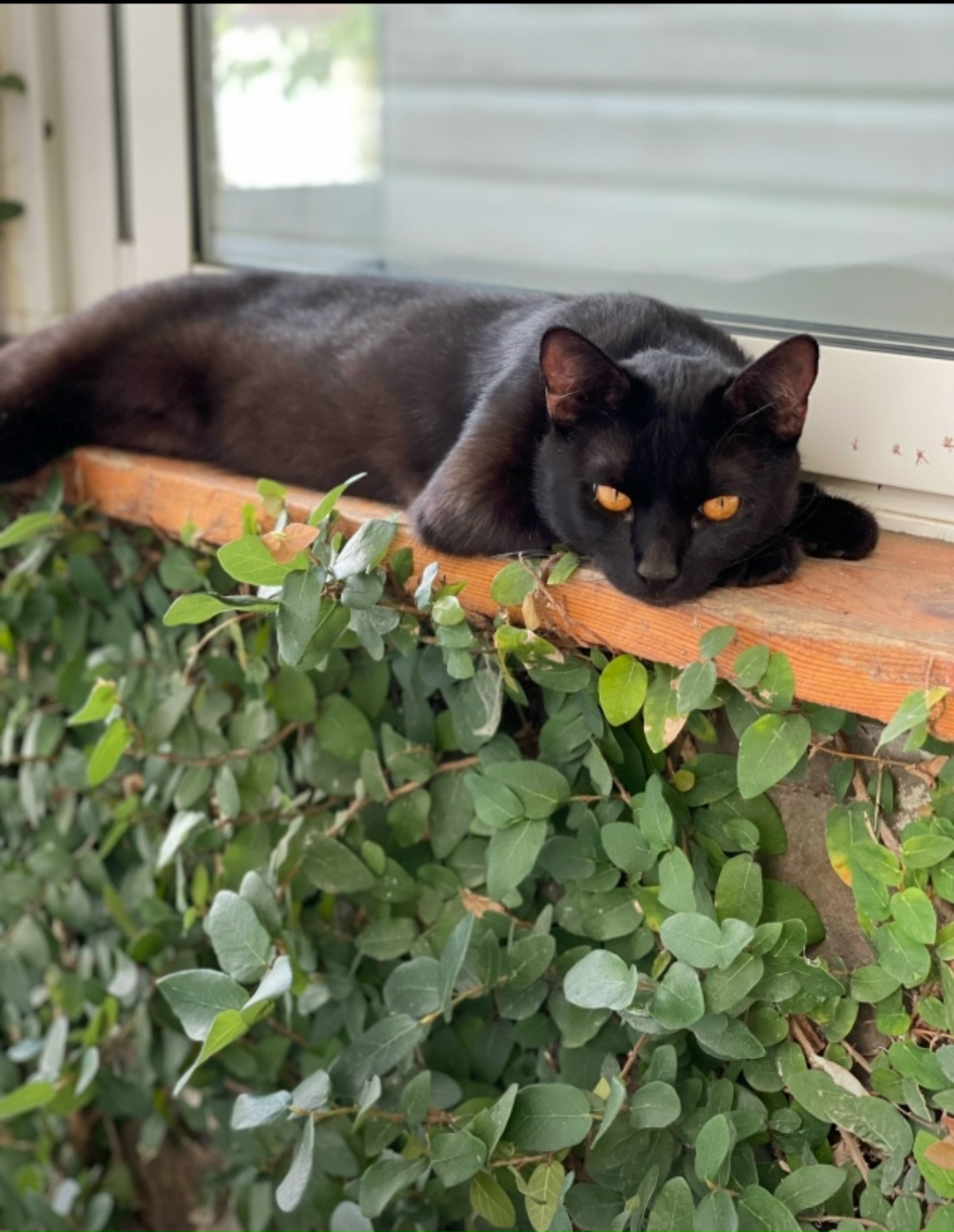 Пропала кошка в Сочи — фото объявления