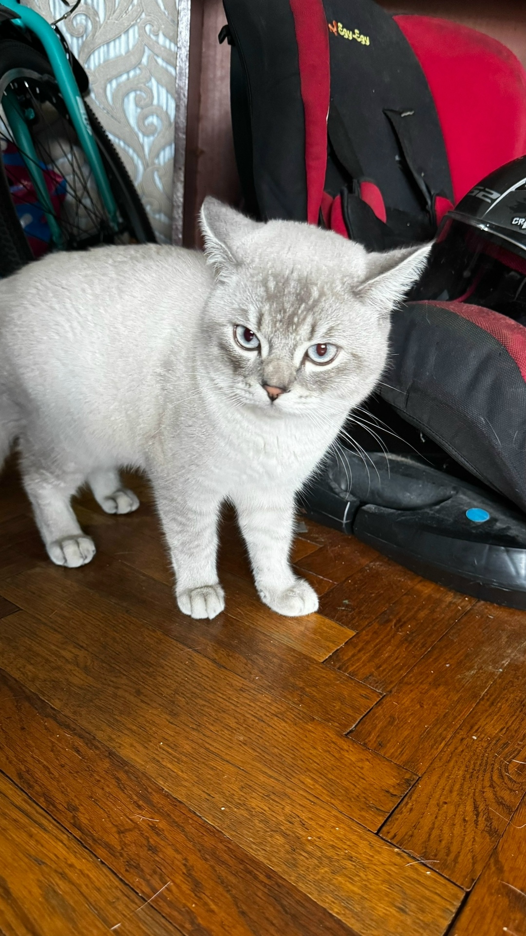 Найдена кошка в Сочи — фото объявления