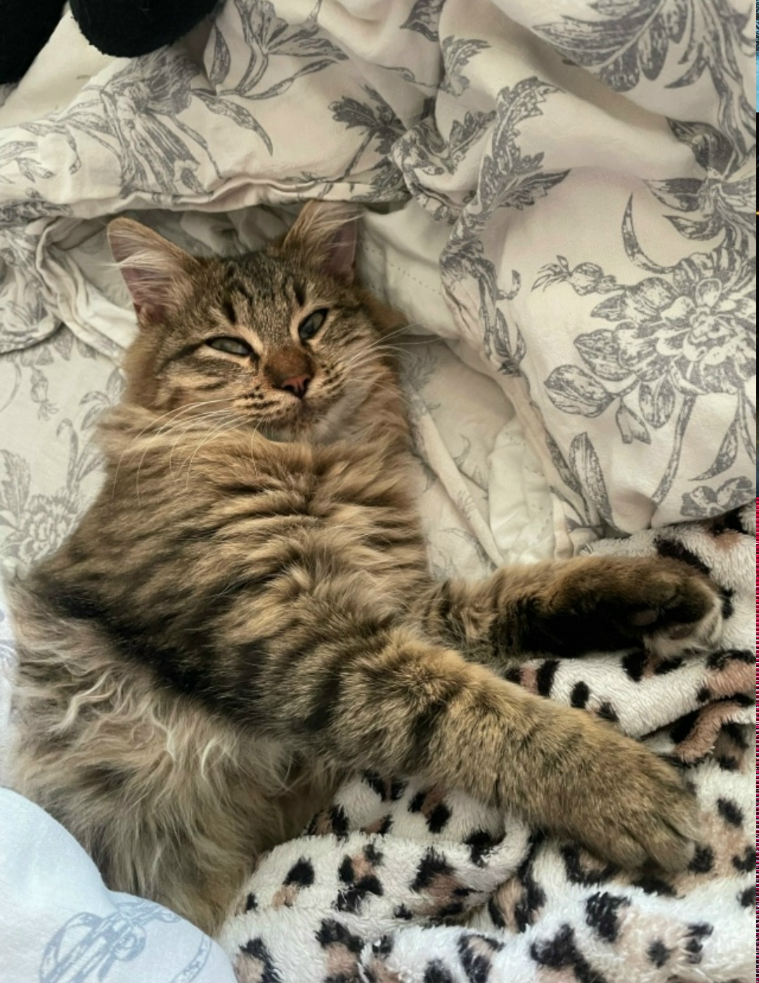 Найдена кошка в Сочи — фото объявления