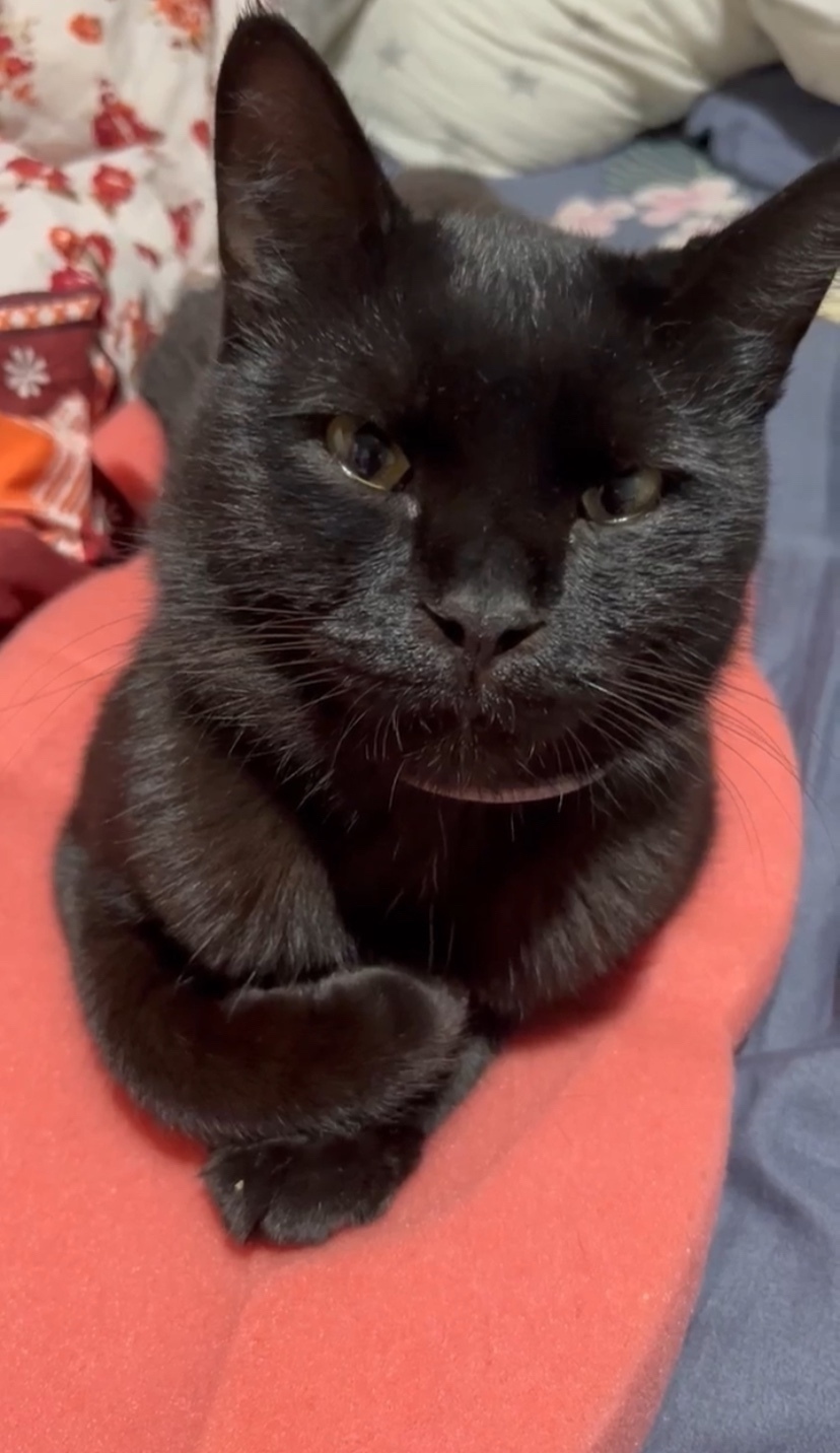 Пропала кошка в Сочи — фото объявления