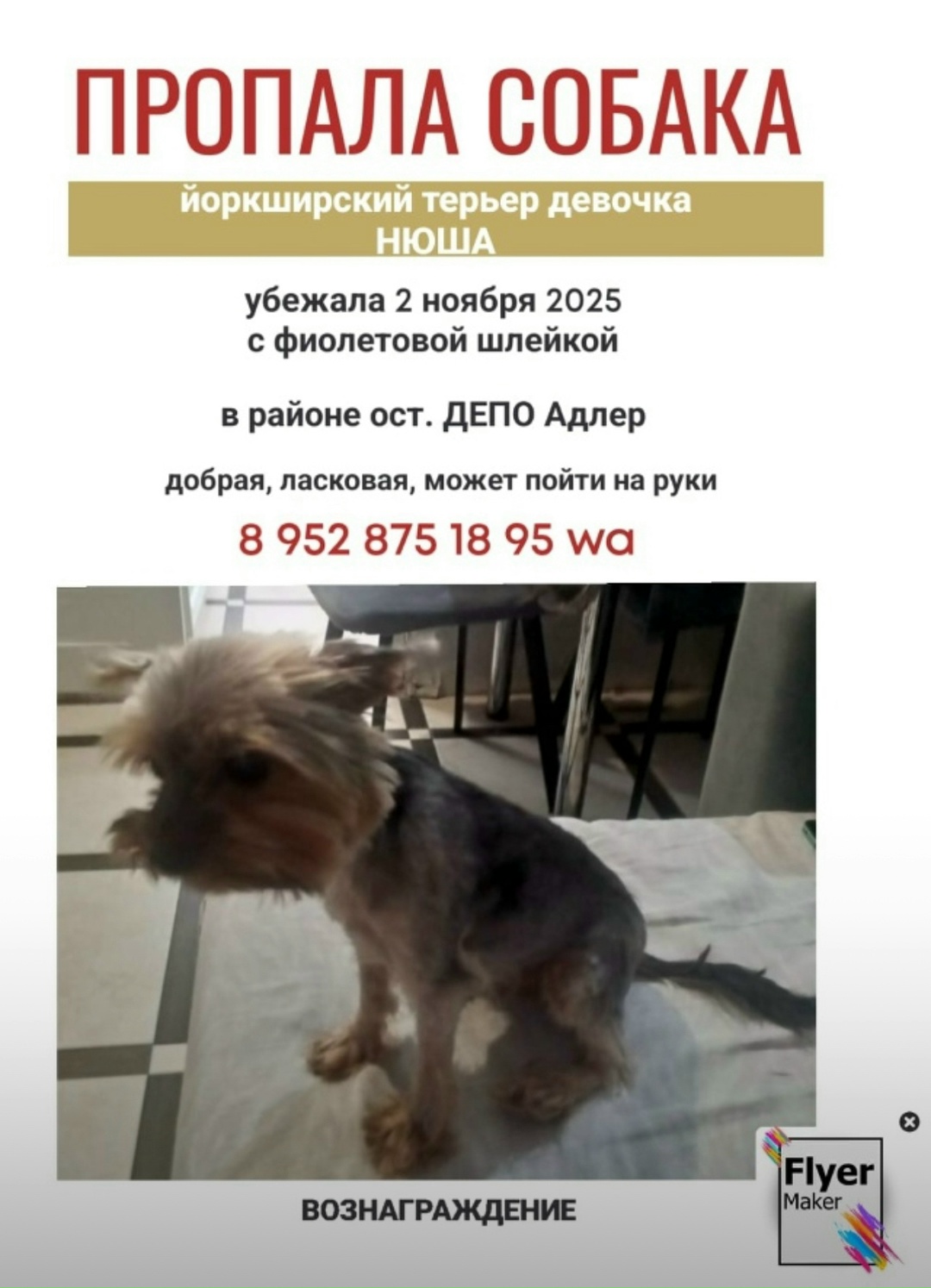 Пропала собака в Сочи — фото объявления