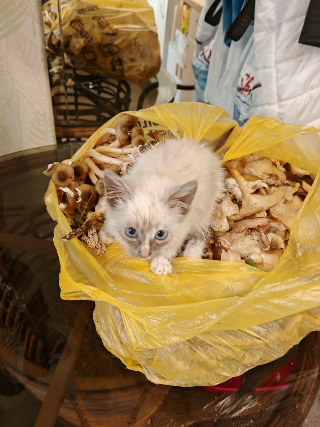 Найдена кошка в Сочи — фото объявления