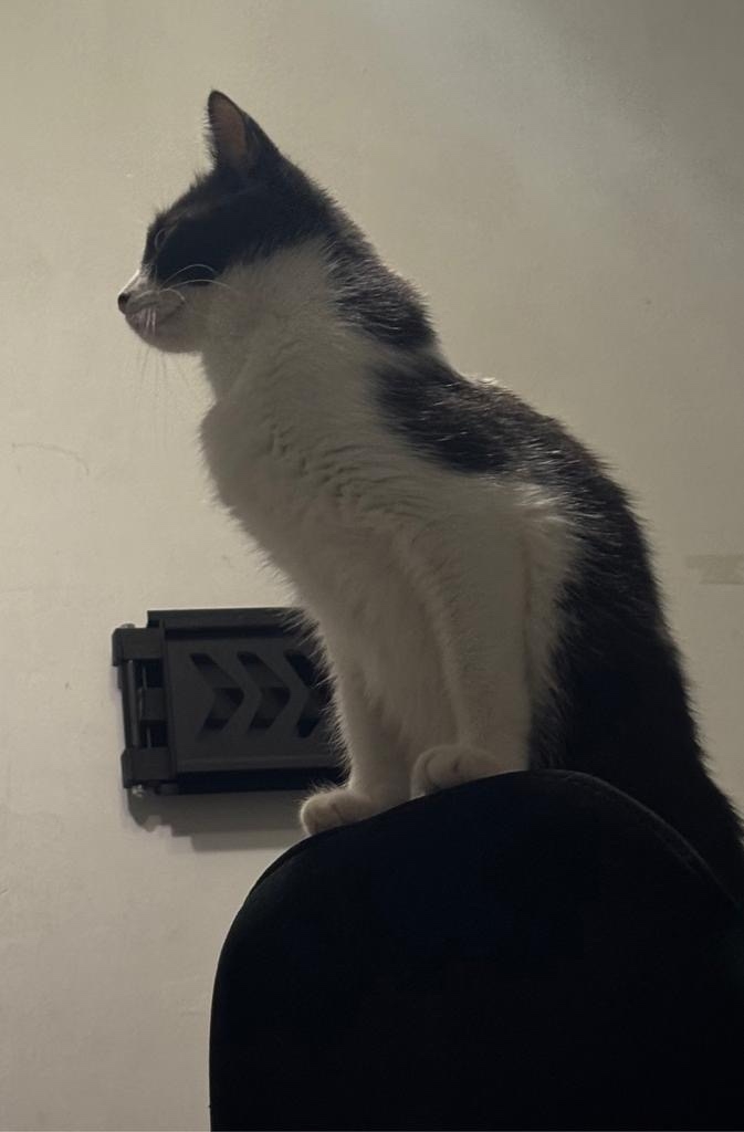 Пропала кошка в Сочи — фото объявления