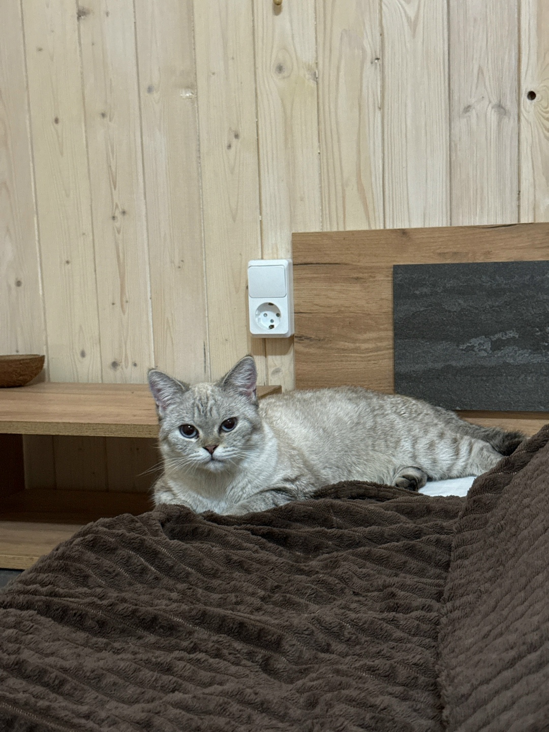 Найдена кошка в Сочи — фото объявления