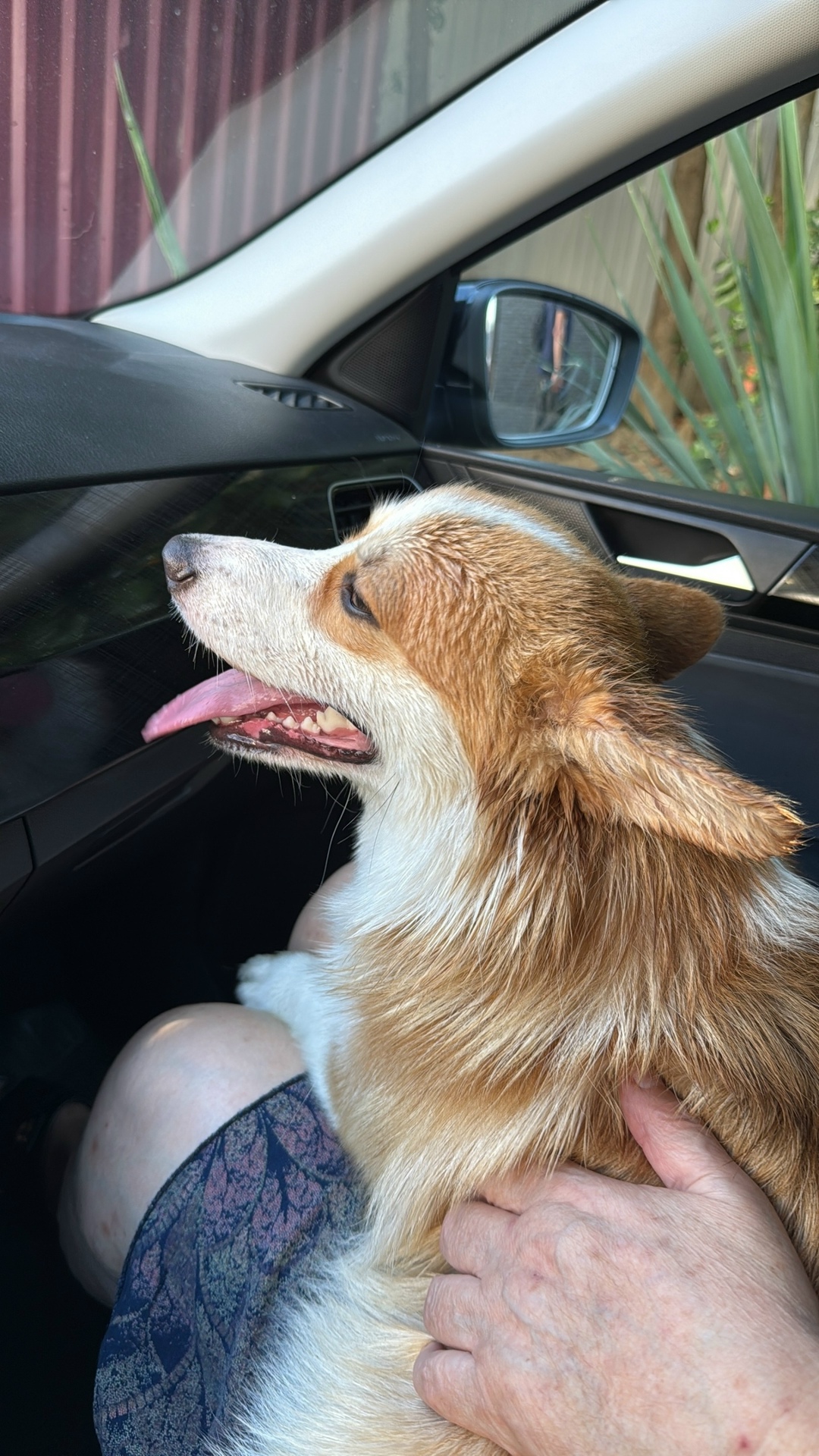 Пропала собака в Сочи — фото объявления