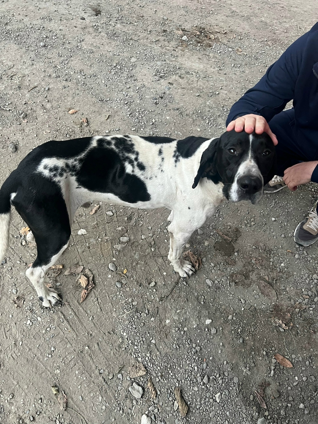 Найдена собака в Сочи — фото объявления