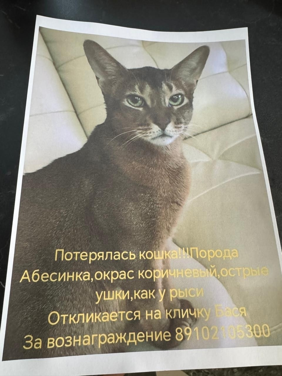 Пропала кошка в Сочи — фото объявления