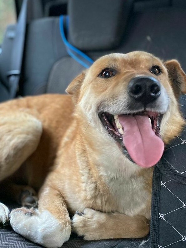 Найдена собака в Сочи — фото объявления