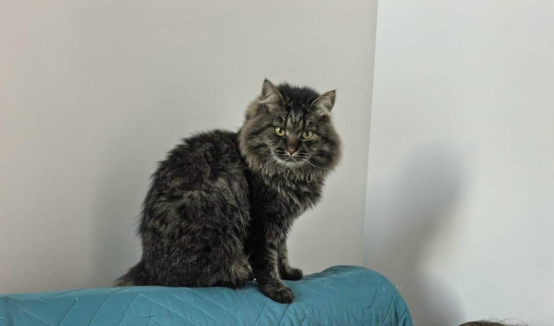 Пропала кошка в Сочи — фото объявления