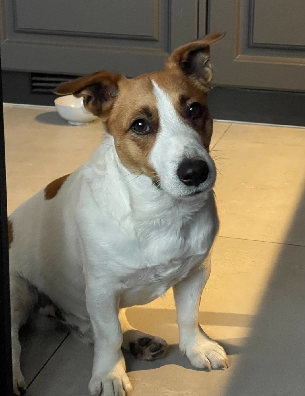 Найдена собака в Сочи — фото объявления