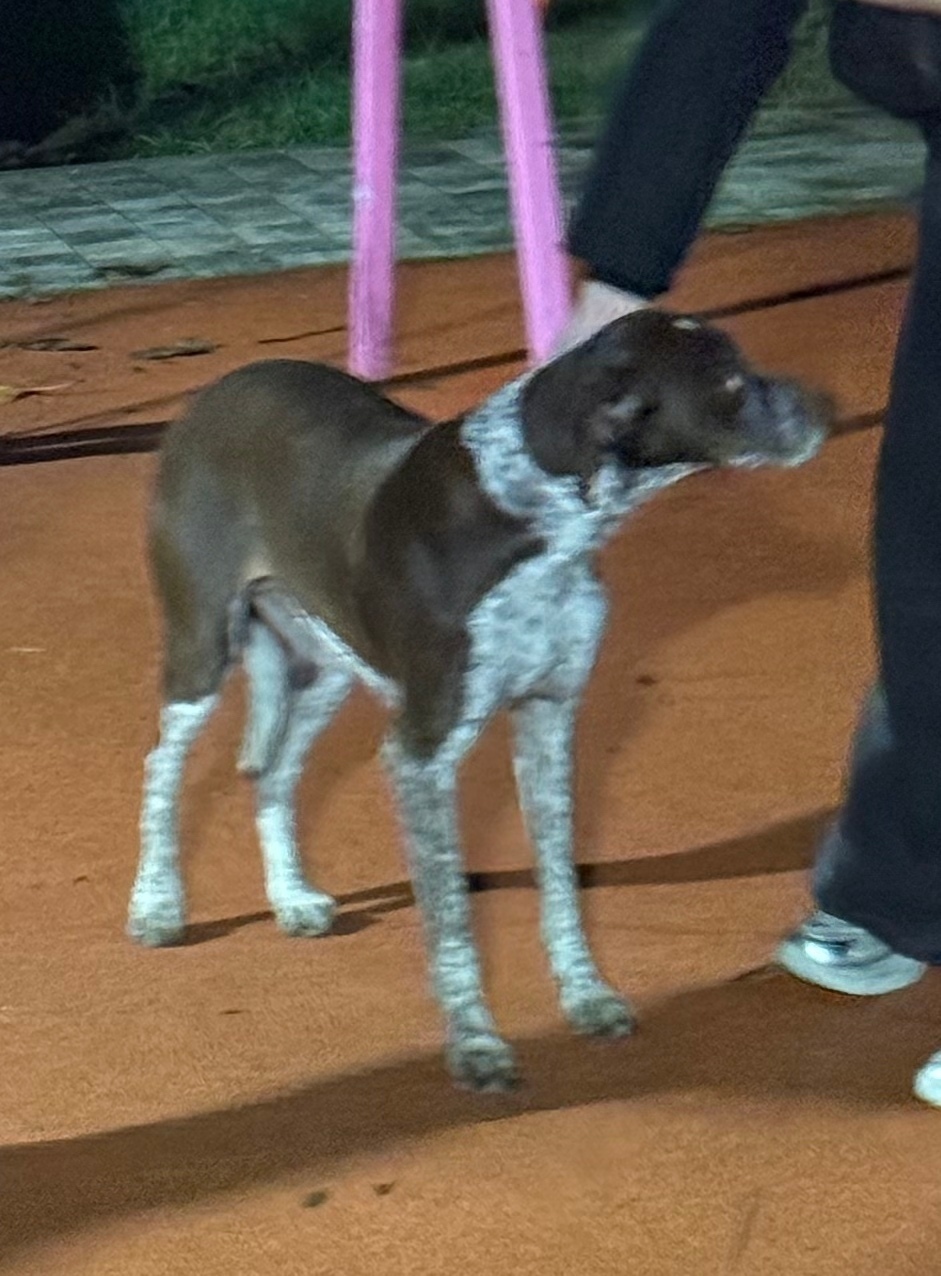 Пропала собака в Сочи — фото объявления