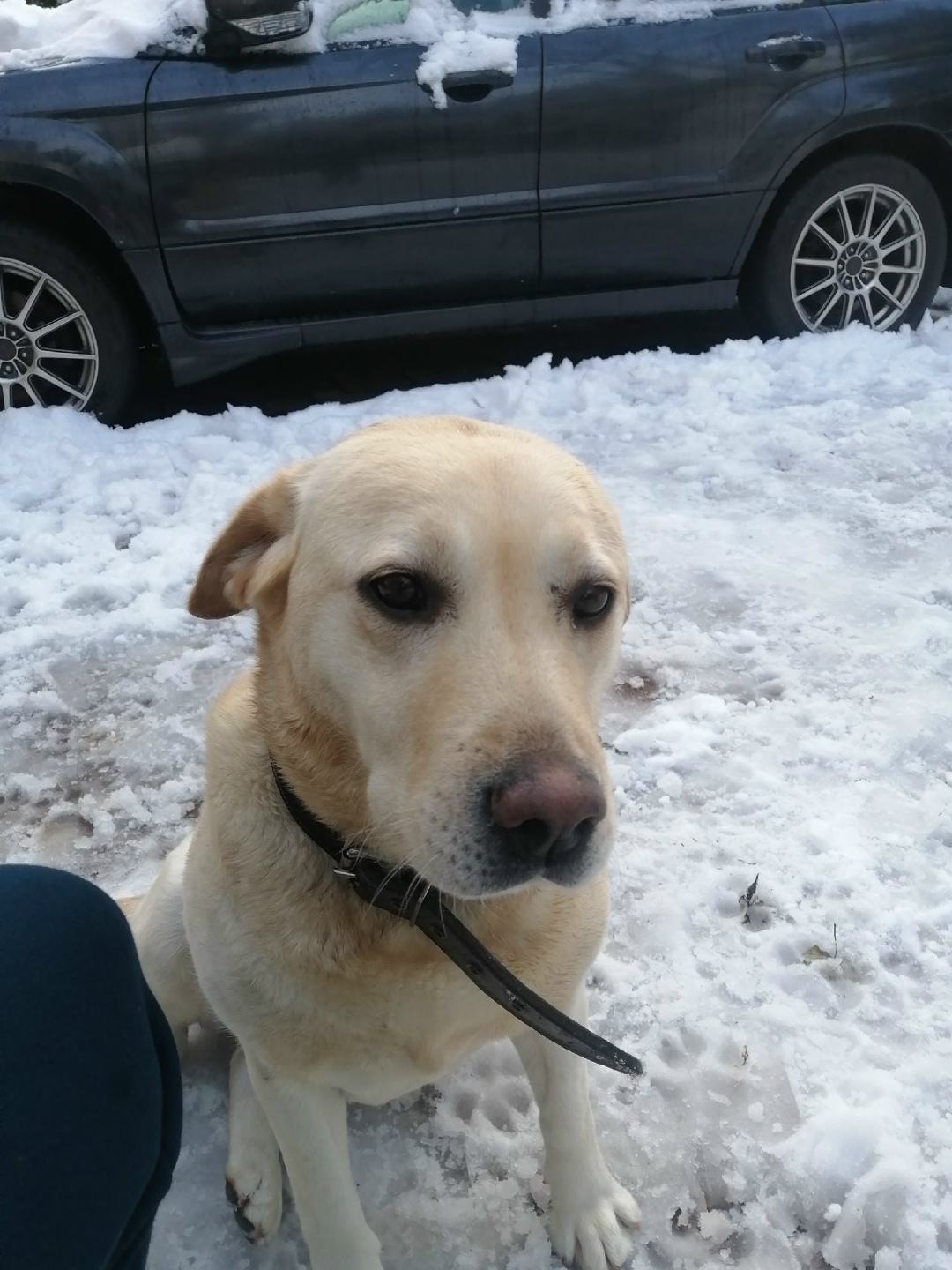 Пропала собака в Сочи — фото объявления