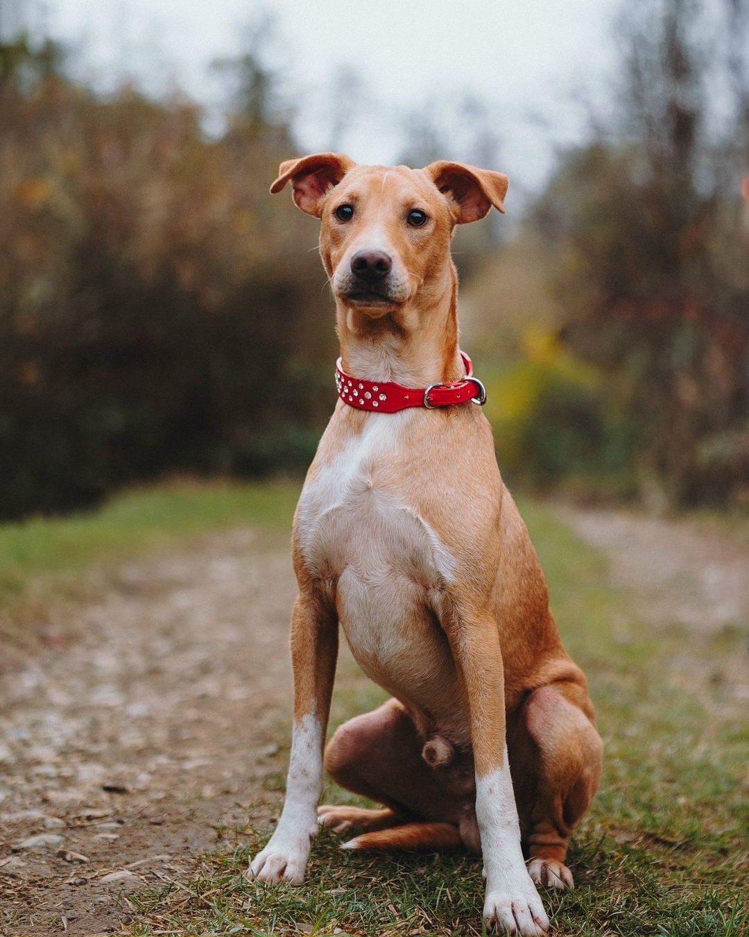 Найдена собака в Сочи — фото объявления