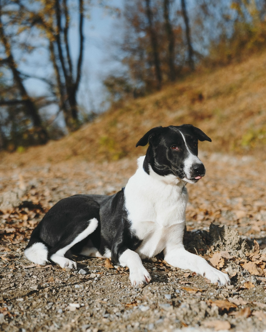 Найдена собака в Сочи — фото объявления