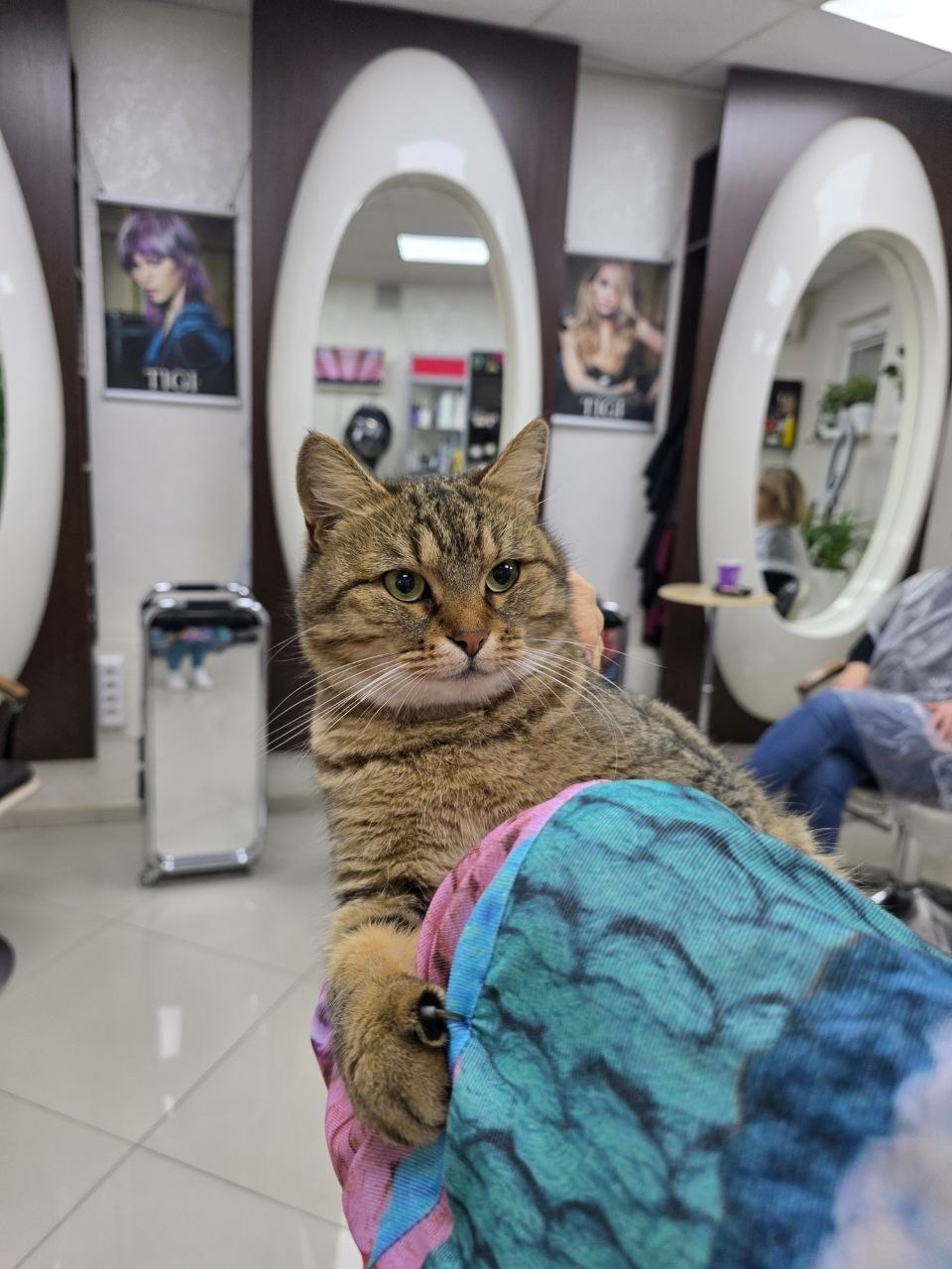 Найдена кошка в Сочи — фото объявления