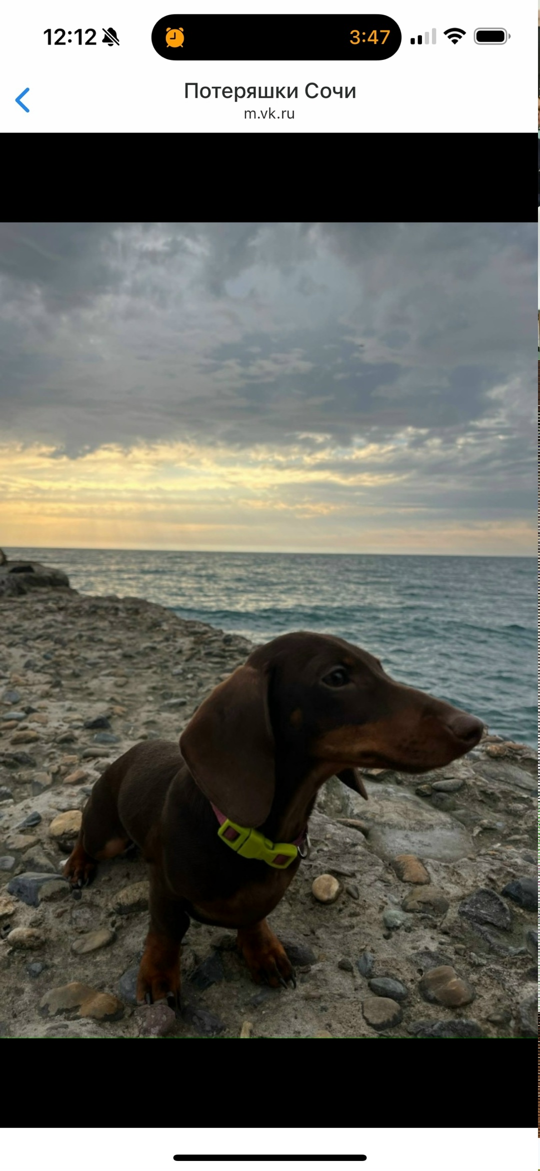 Пропала собака в Сочи — фото объявления