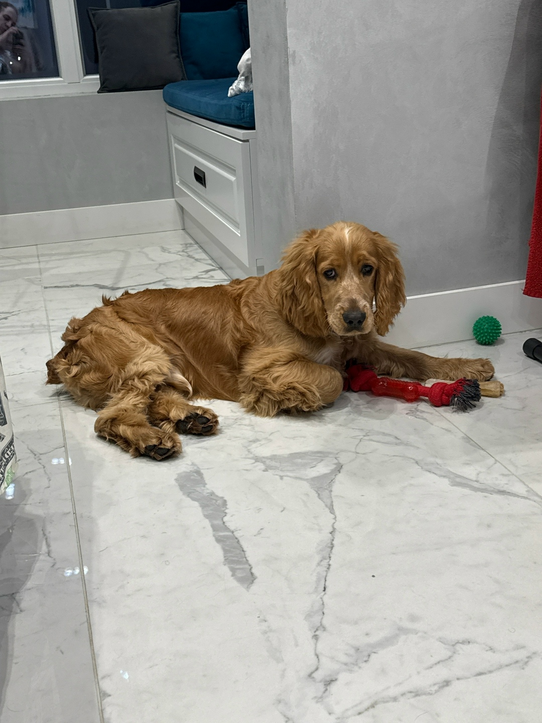 Найдена собака в Сочи — фото объявления