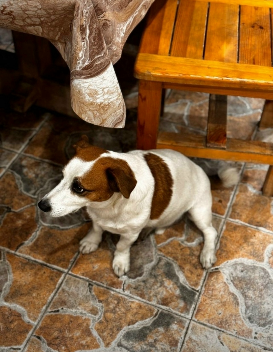 Пропала собака в Сочи — фото объявления