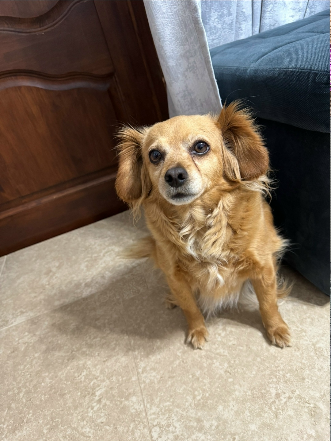 Пропала собака в Сочи — фото объявления