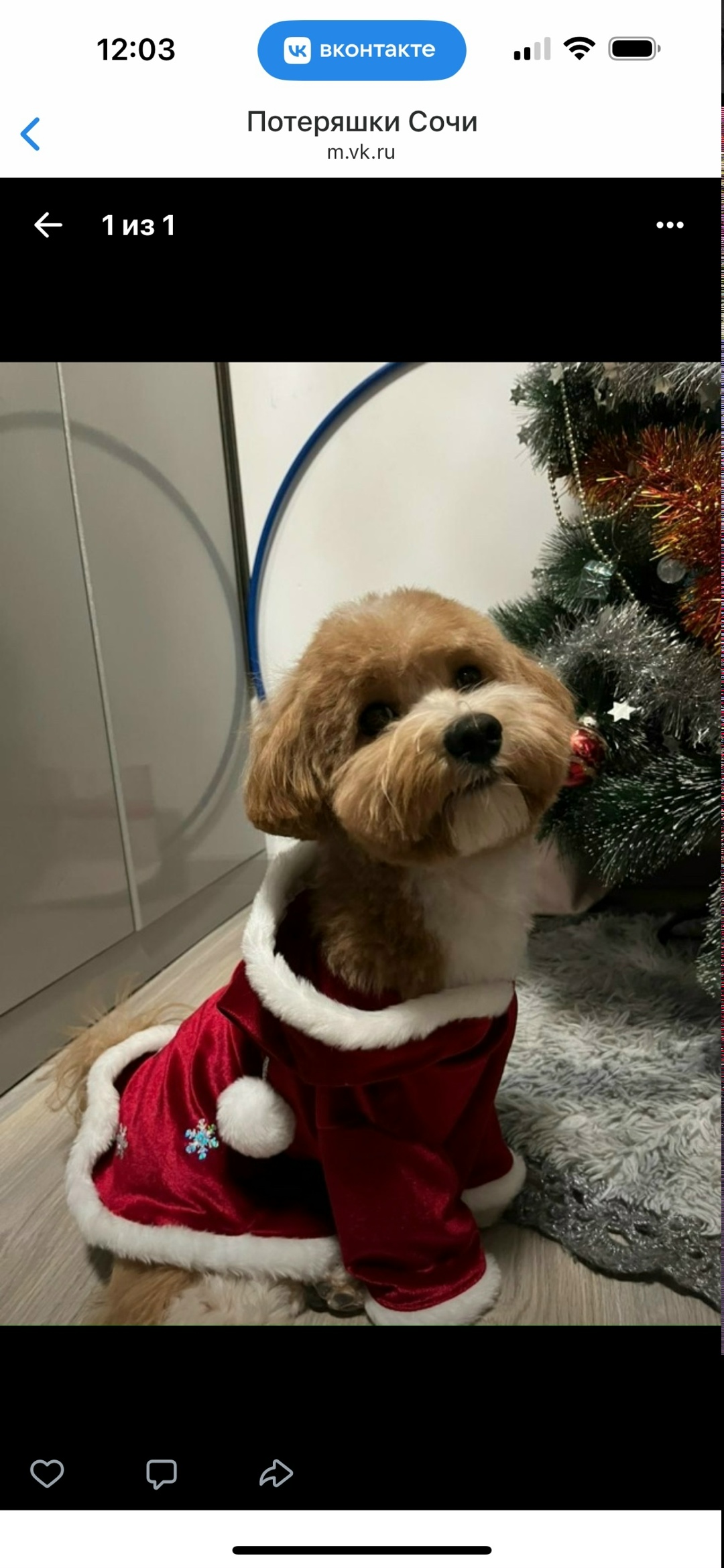 Пропала собака в Сочи — фото объявления