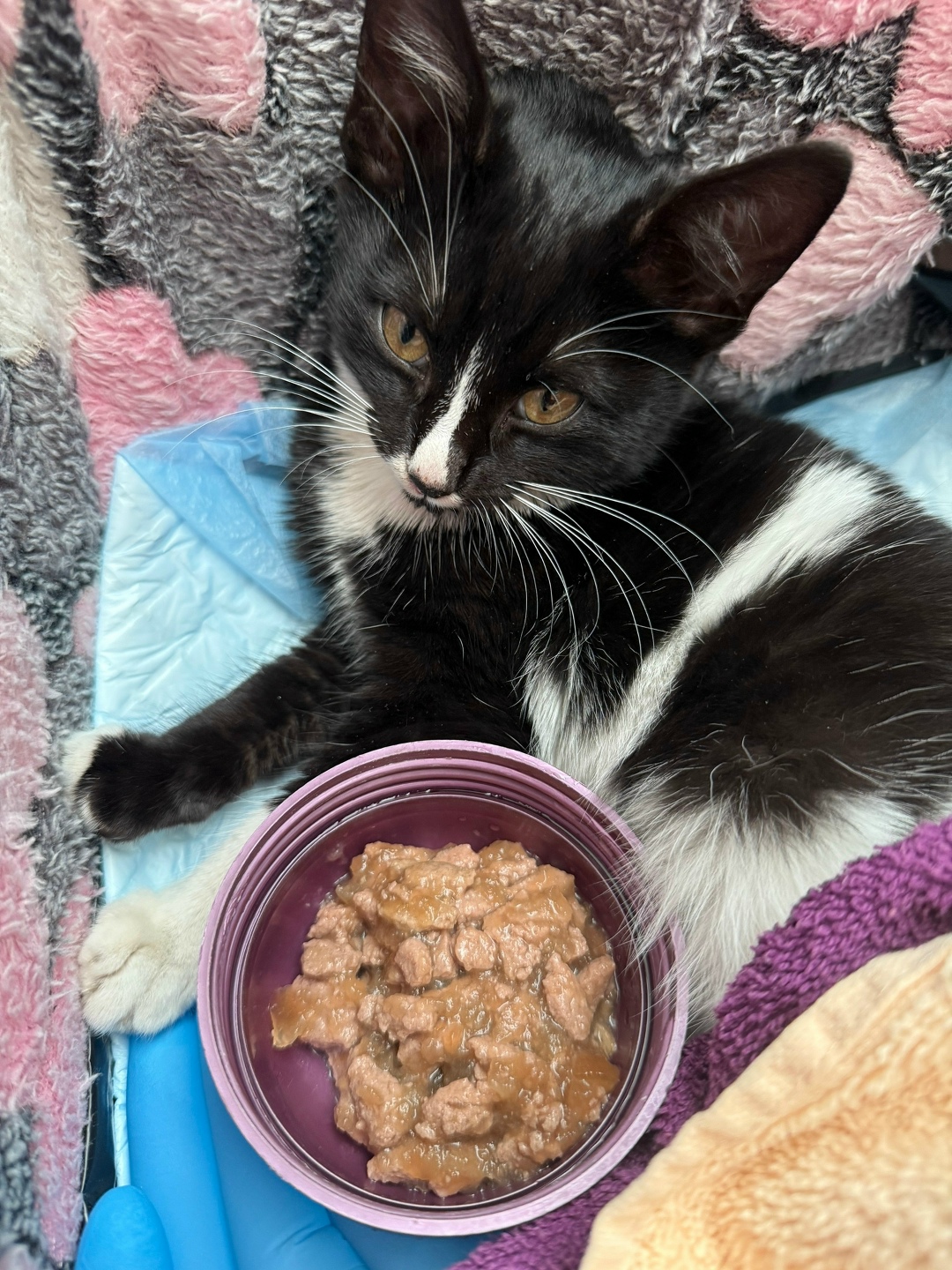 Найдена кошка в Сочи — фото объявления