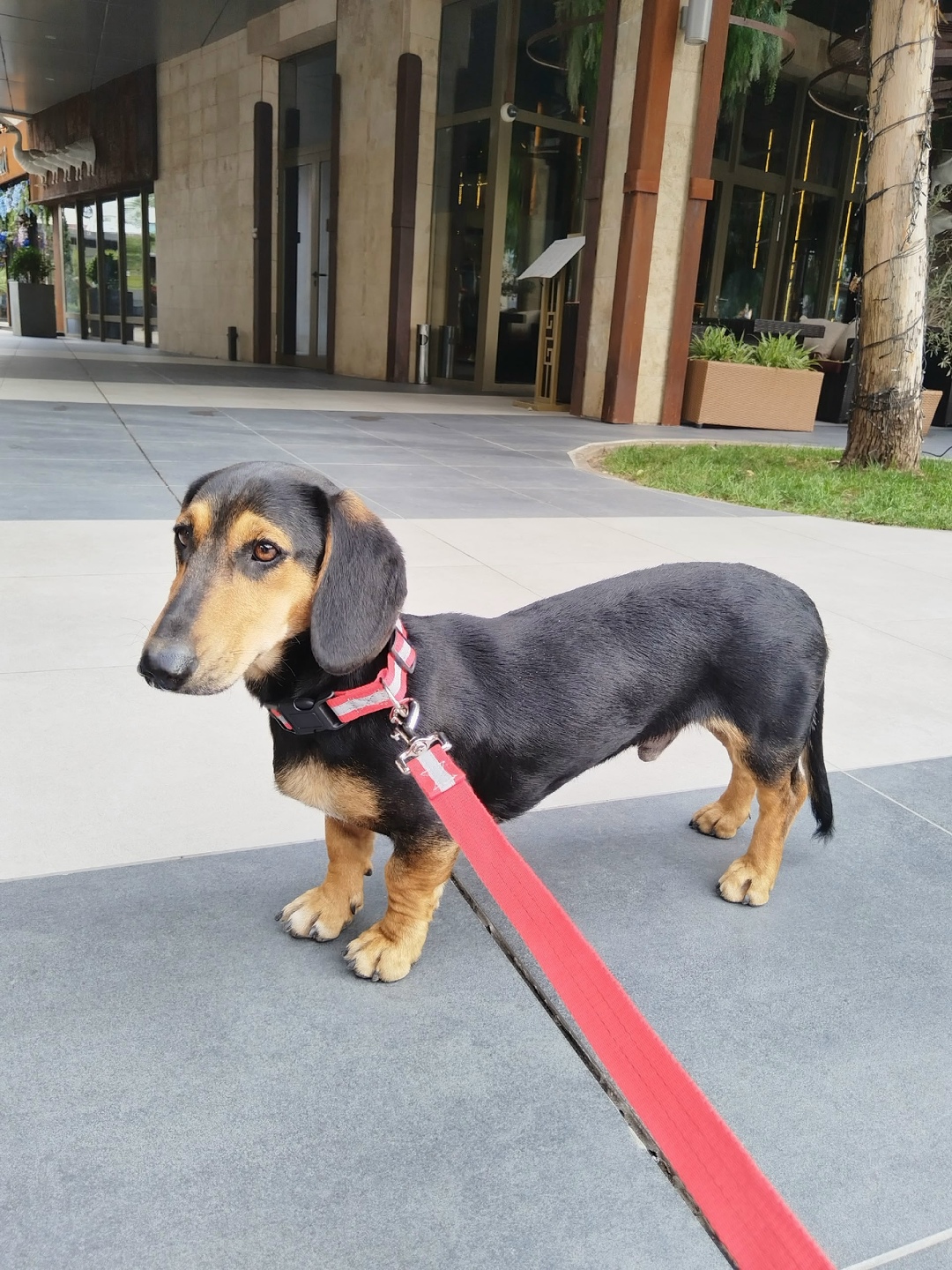 Найдена собака в Сочи — фото объявления