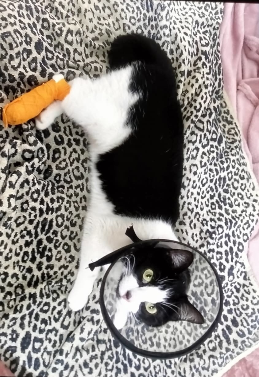 Пропала кошка в Сочи — фото объявления