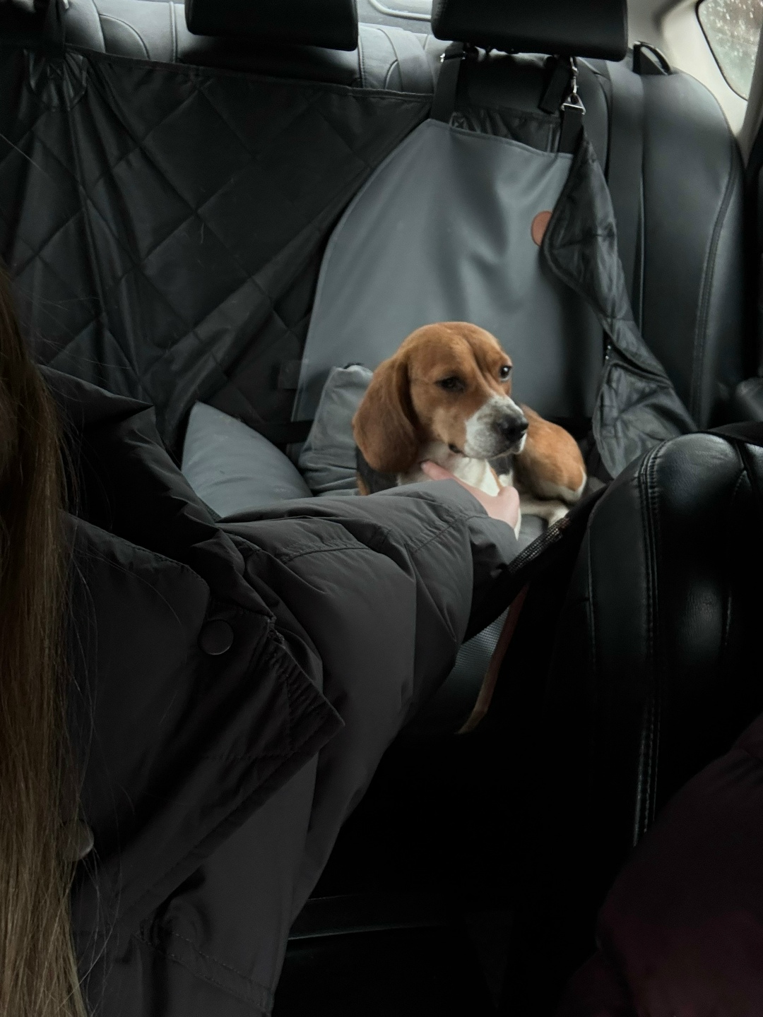 Найдена собака в Сочи — фото объявления