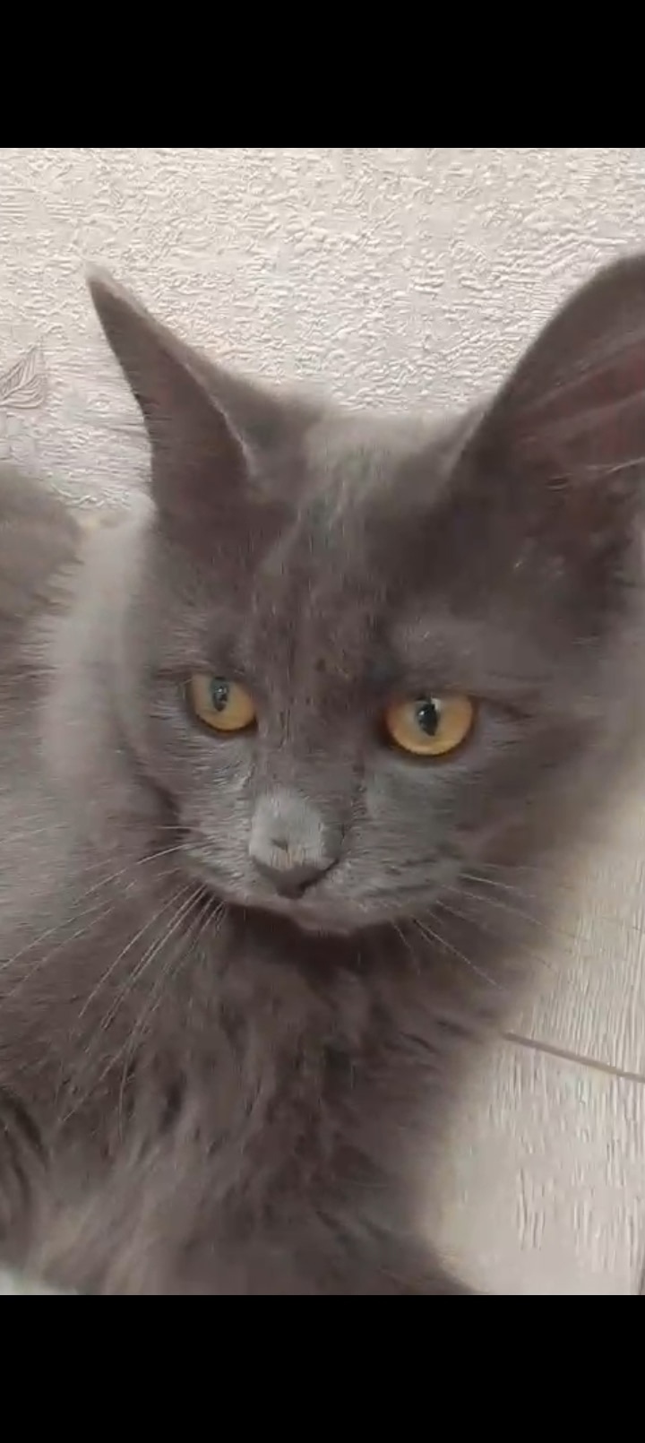 Пропала кошка в Сочи — фото объявления