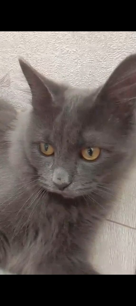 Пропала кошка в Сочи — фото объявления