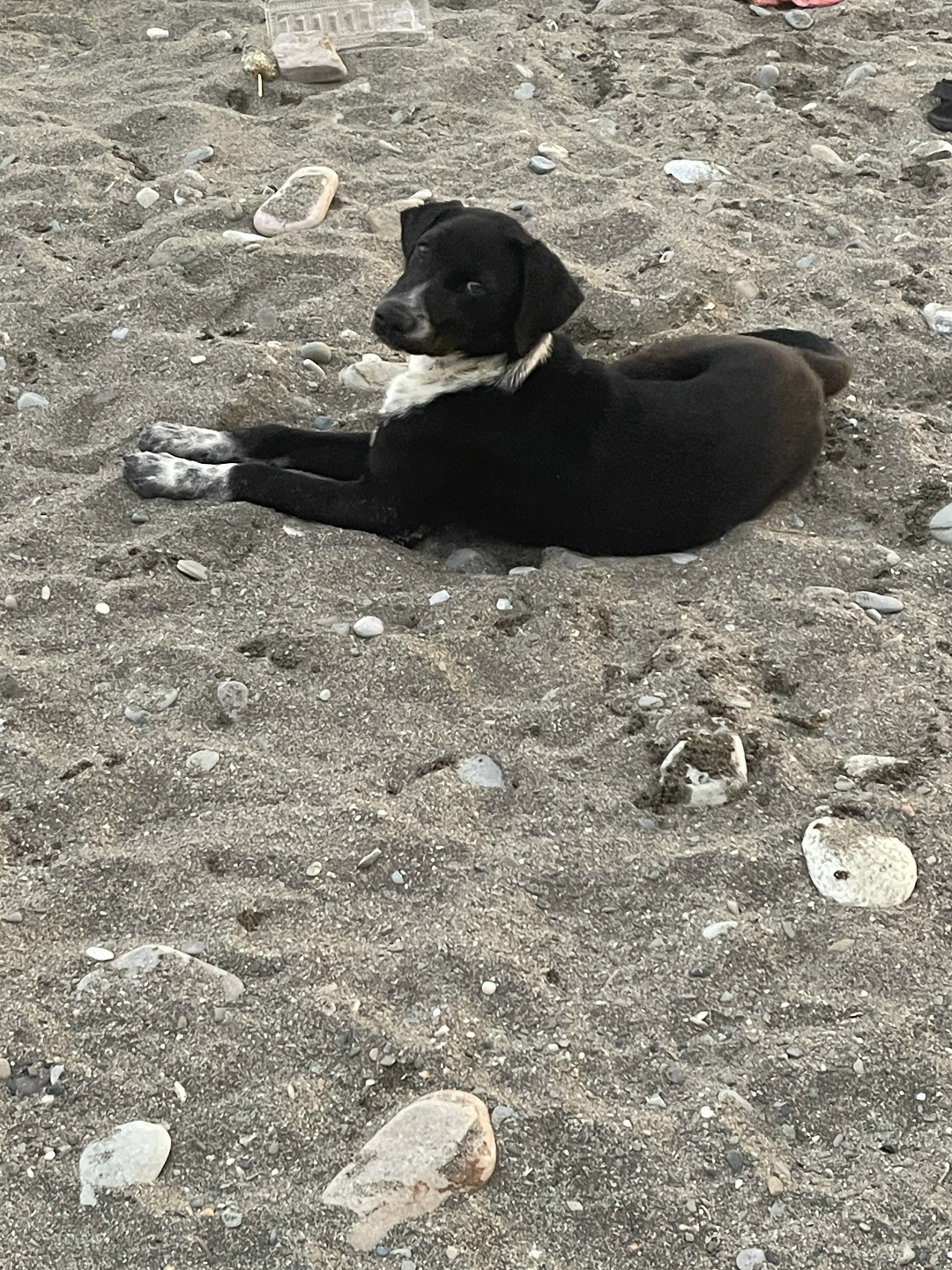 Пропала собака в Сочи — фото объявления