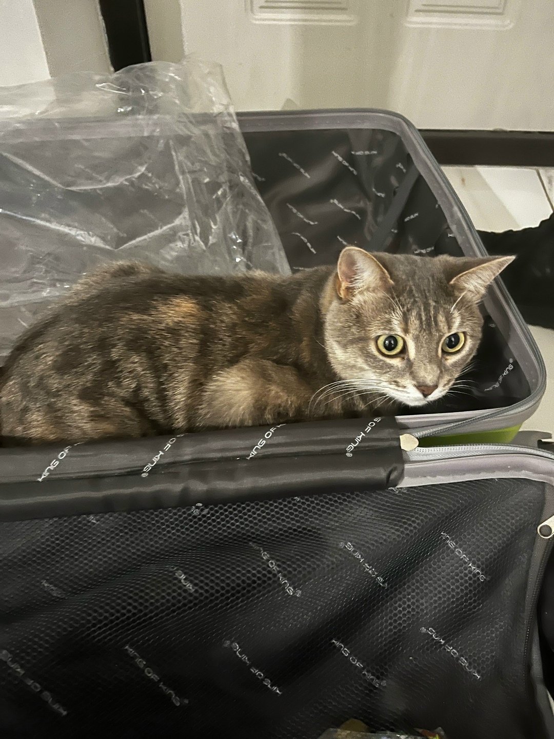 Пропала кошка в Сочи — фото объявления