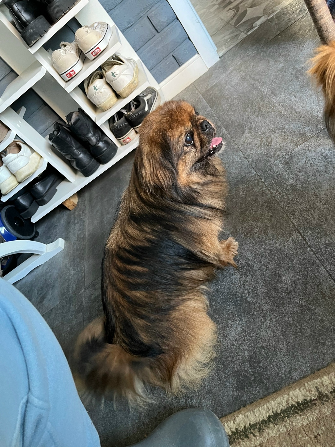 Найдена собака в Сочи — фото объявления