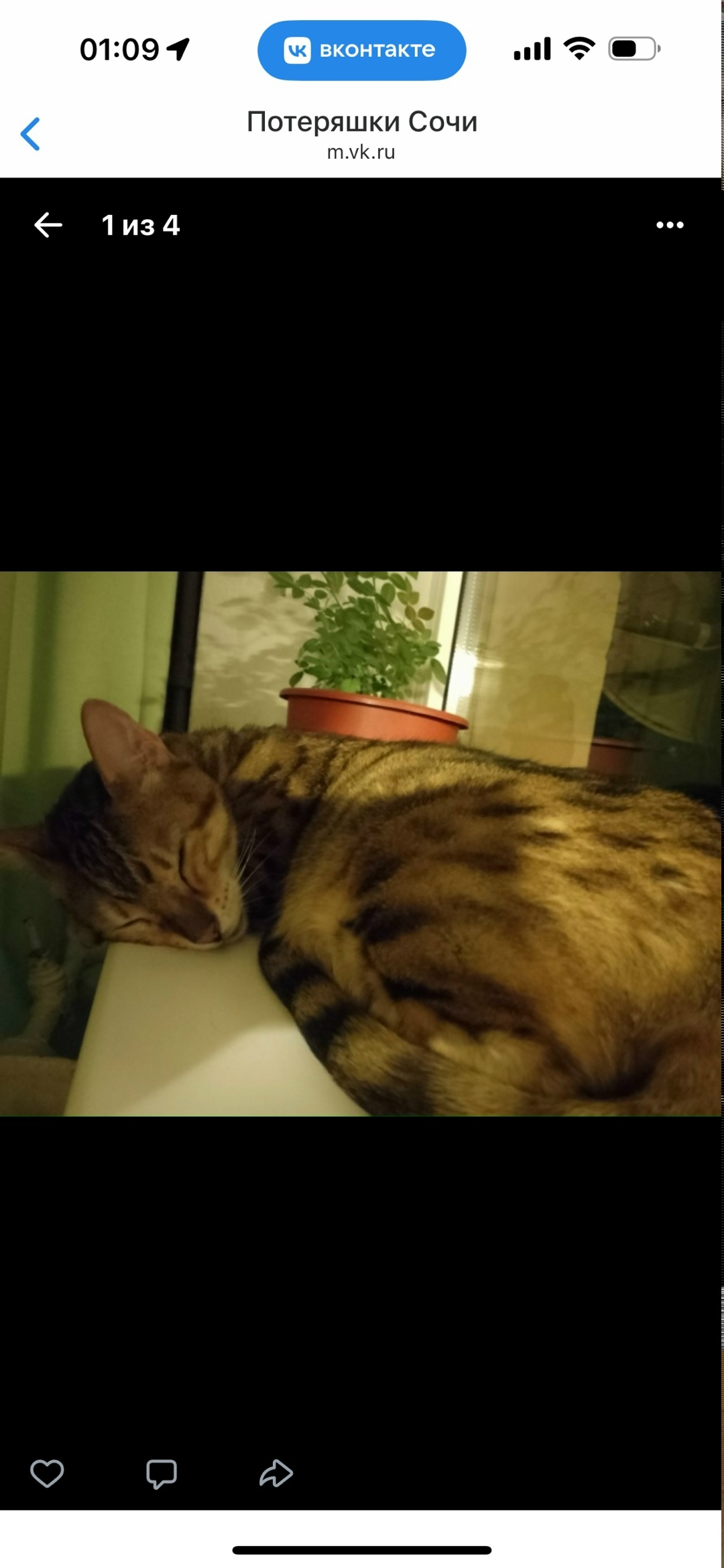 Найдена собака в Сочи — фото объявления