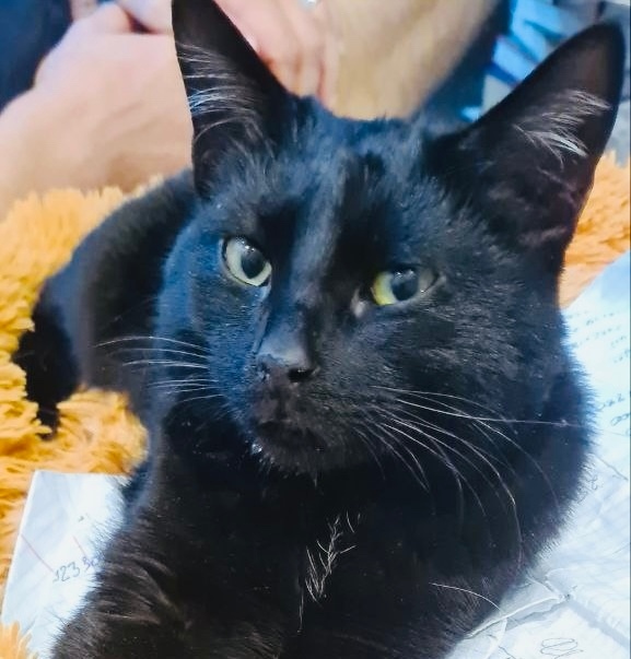 Пропала кошка в Сочи — фото объявления