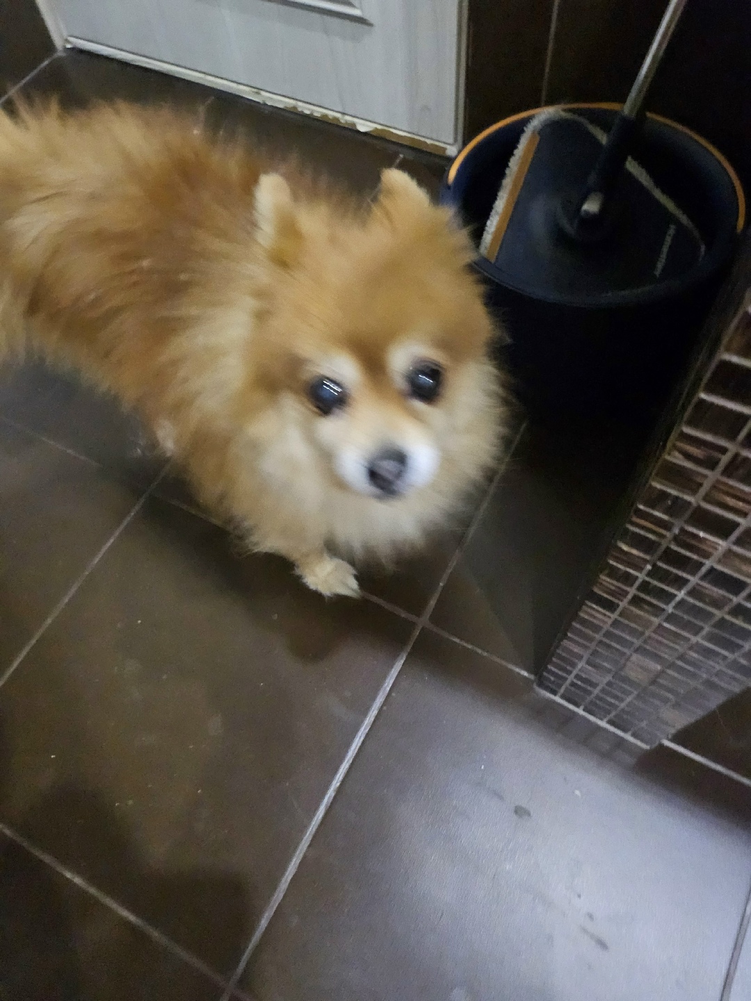 Найдена собака в Сочи — фото объявления