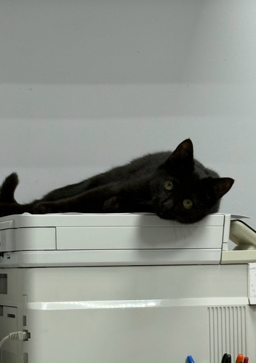 Пропала кошка в Сочи — фото объявления