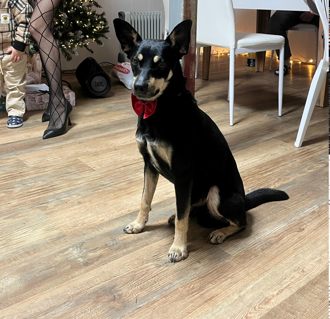 Пропала собака в Сочи — фото объявления